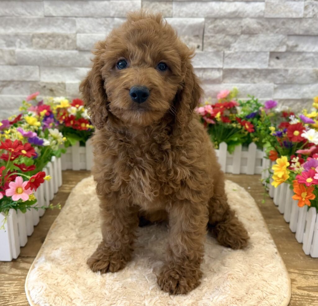Goldendoodle Mini 2nd Gen - 0324 - Image 1