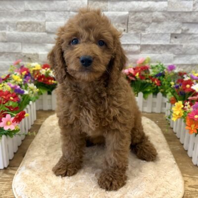 Rio Goldendoodle Mini 2nd Gen