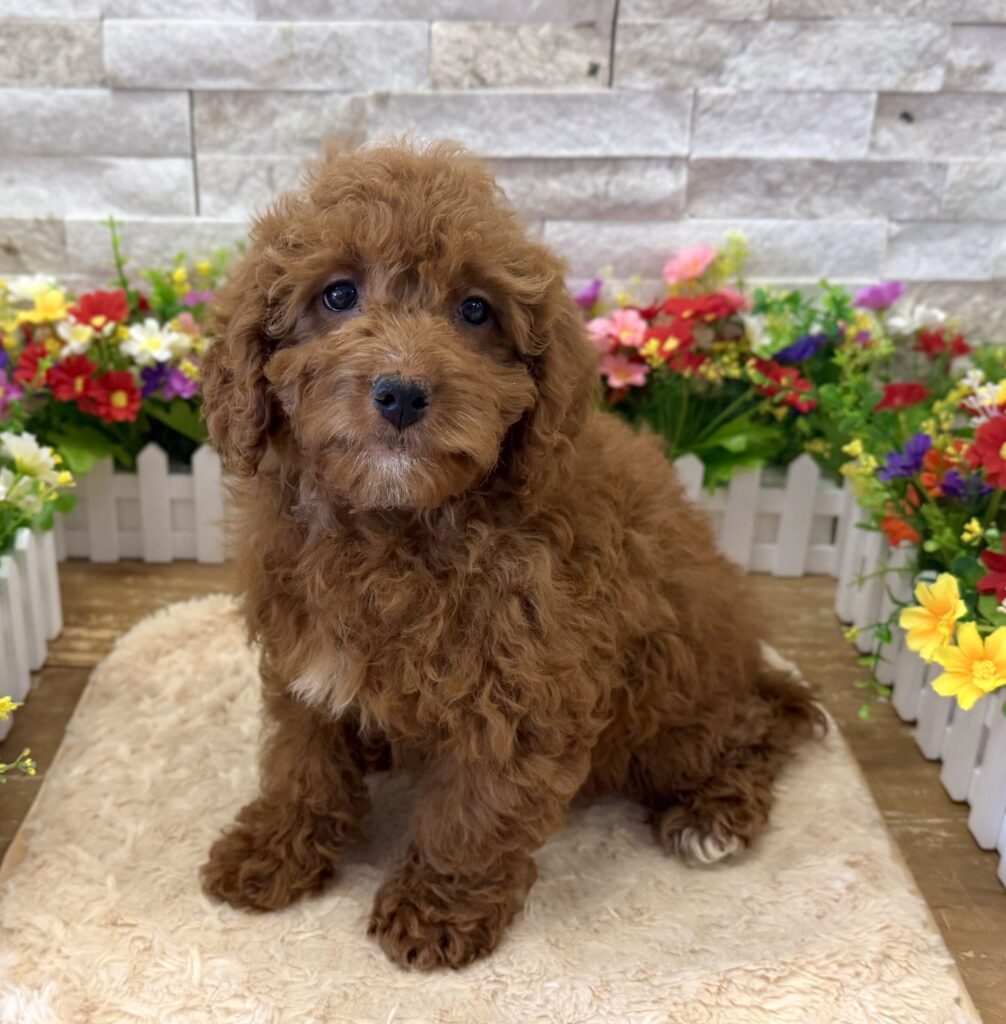Goldendoodle Mini 2nd Gen - 0915 - Image 1