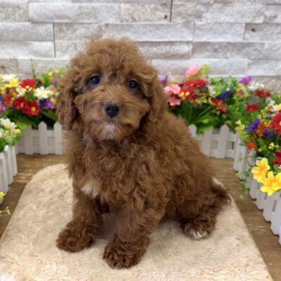 Coral Goldendoodle Mini 2nd Gen