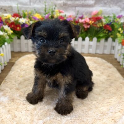 Shell Yorkshire Terrier
