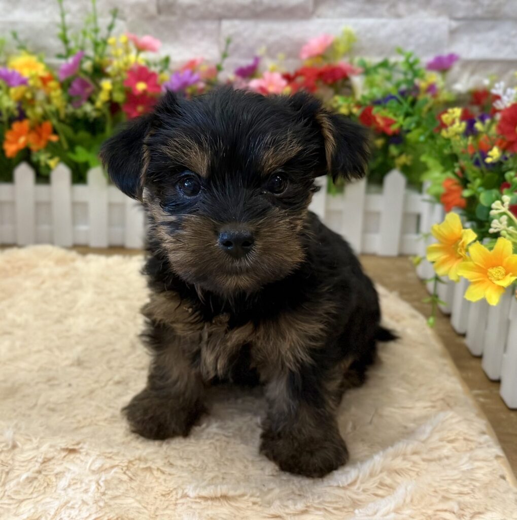 Yorkshire Terrier - 7337 - Image 1