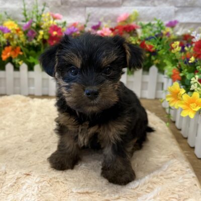 Bean Yorkshire Terrier