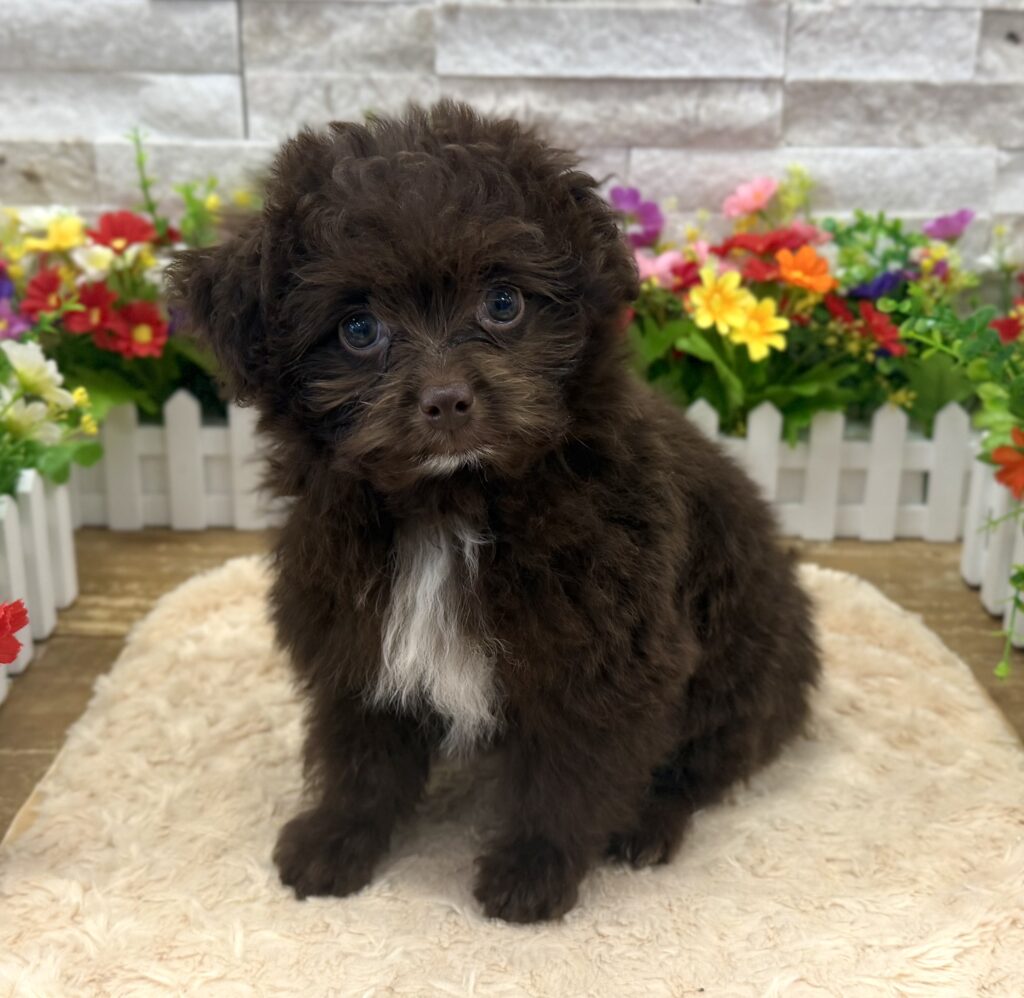 PomAPoo - 1036 - Image 1