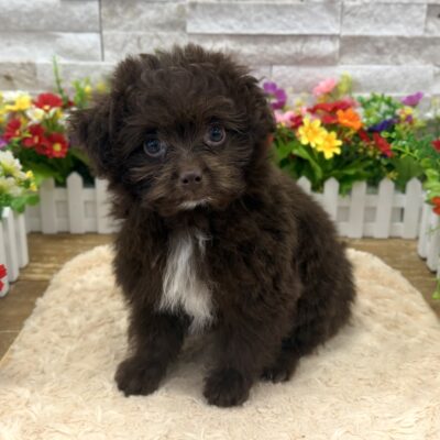 Winnie PomAPoo