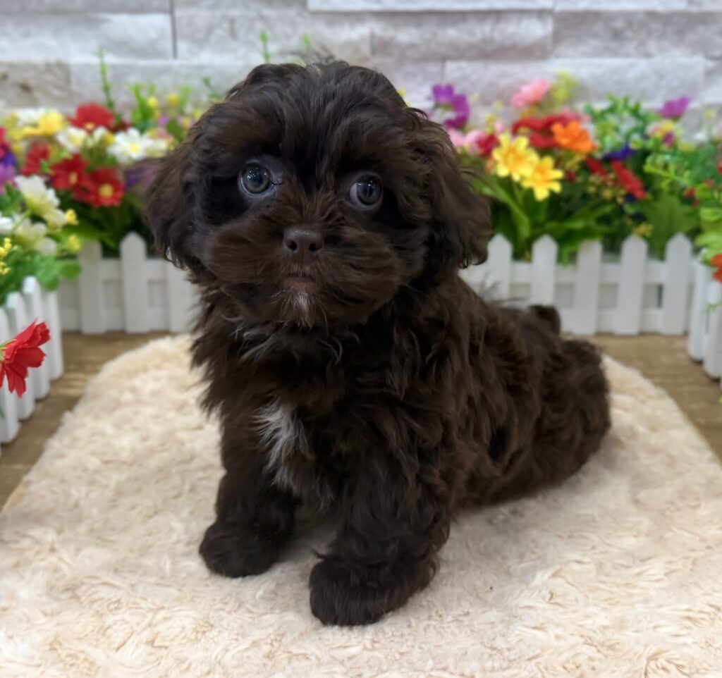 ShihPoo - 9899 - Image 1