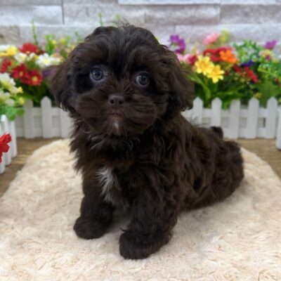Darcy Shihpoo