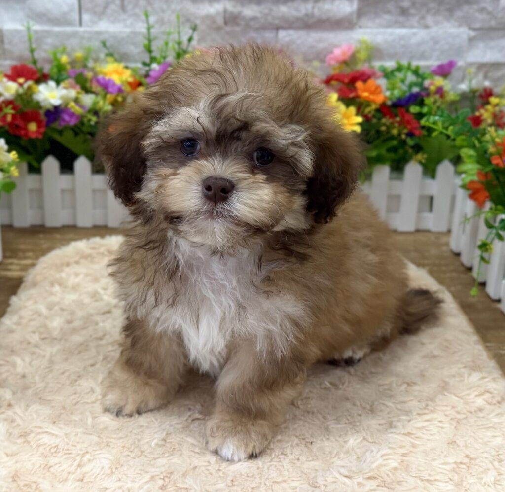 ShihPoo - 9896 - Image 1