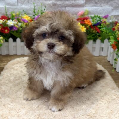 Teddy Shihpoo