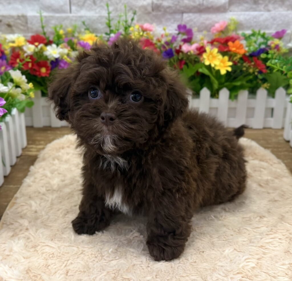ShihPoo - 9900 - Image 1