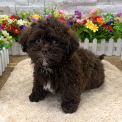 Cleo Shihpoo