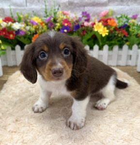 Dachshund – 7162