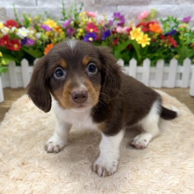 Pongo Dachshund