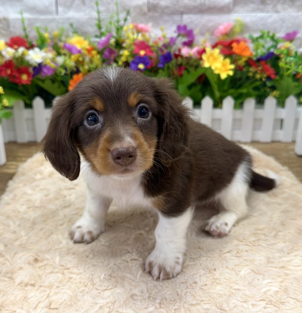 Dachshund - 7162 - Image 1