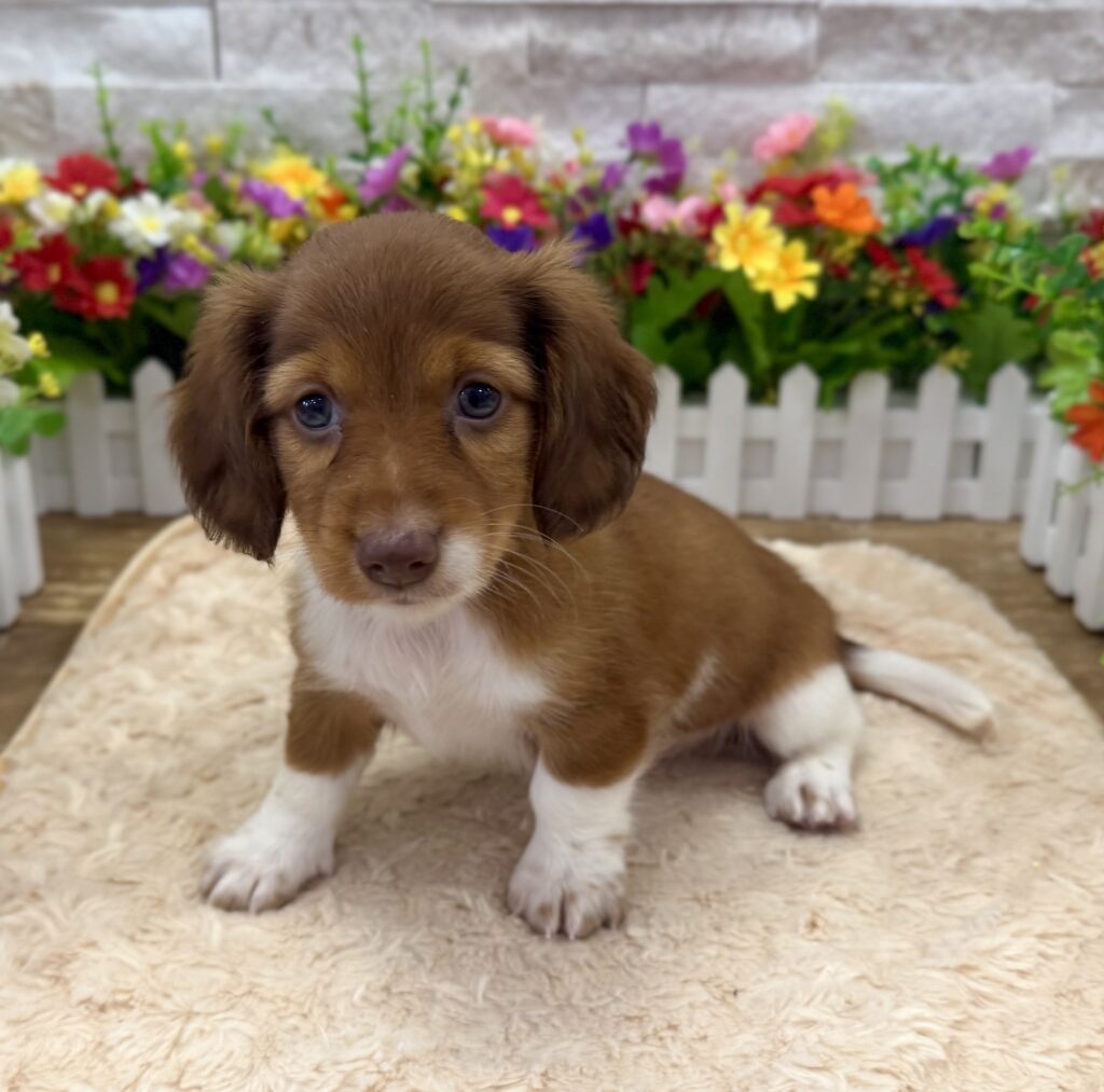 Dachshund - 7168 - Image 1