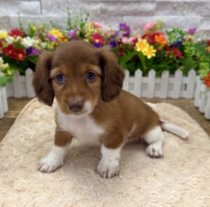Dachshund – 7168