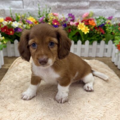Fritz Dachshund