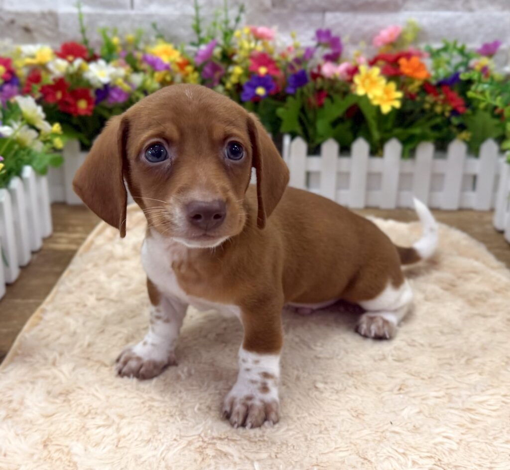 Dachshund - 7167 - Image 1