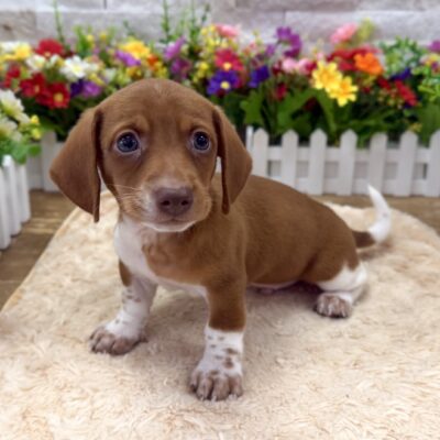 Otto Dachshund