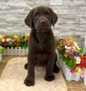 Furrylicious® Labrador Retriever puppy available