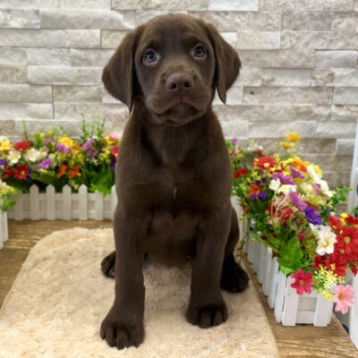 Rip Labrador Retriever