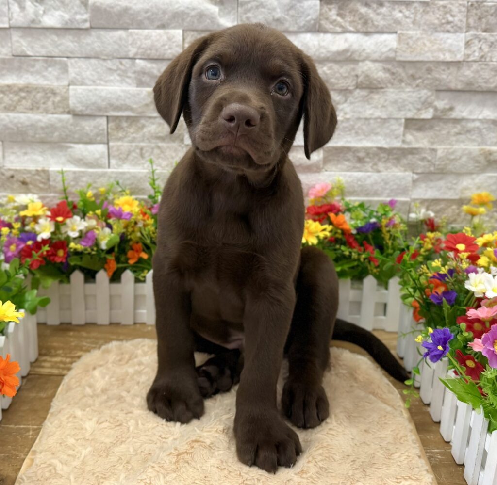 Labrador Retriever - 6622 - Image 1