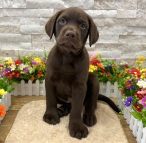 Furrylicious® Labrador Retriever puppy available