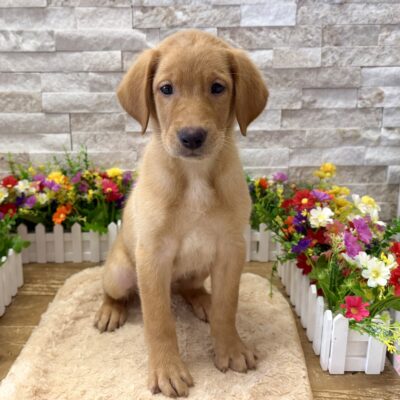 Bucky Labrador Retriever