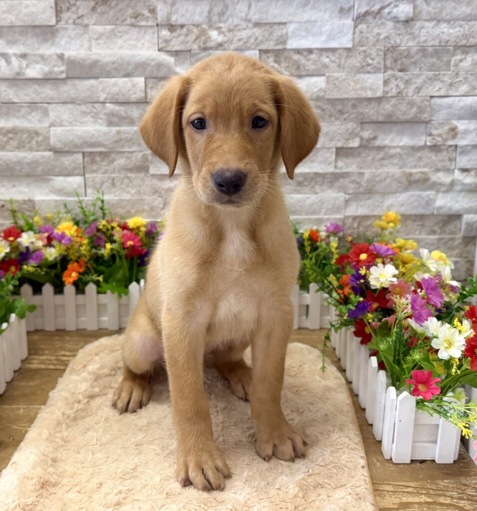 Labrador Retriever - 9874 - Image 1