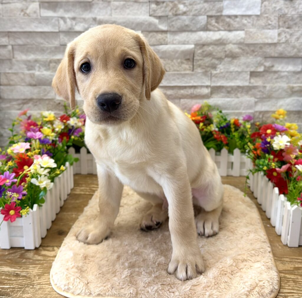 Labrador Retriever - 9877 - Image 1