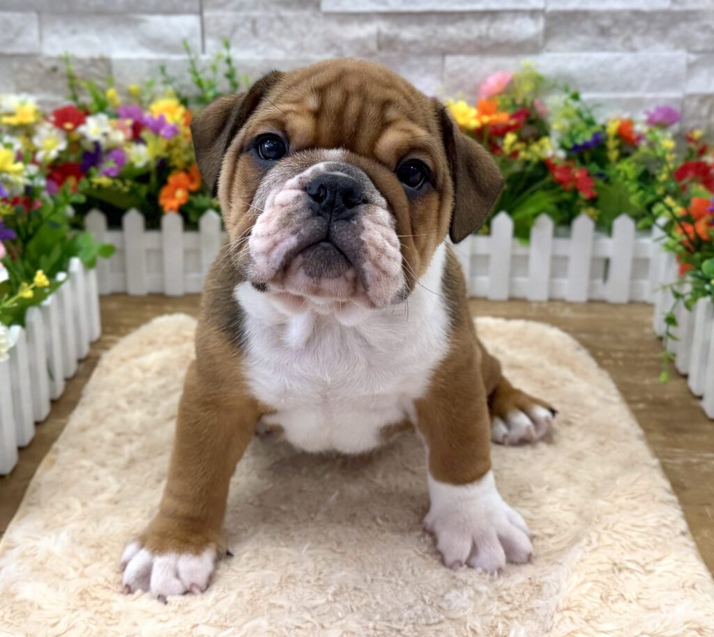 English Bulldog - 5498 - Image 1