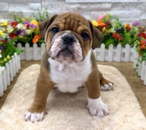 English Bulldog – 5498