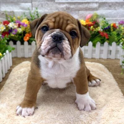 Pancake English Bulldog
