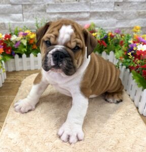 English Bulldog – 5499