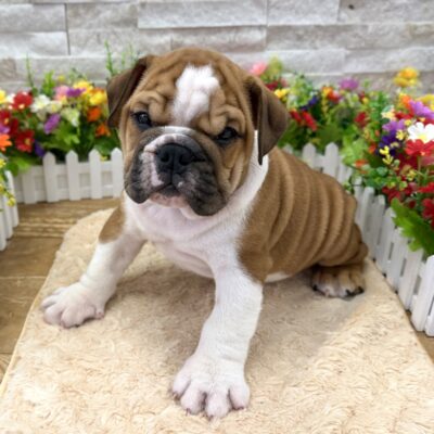 Meatball English Bulldog