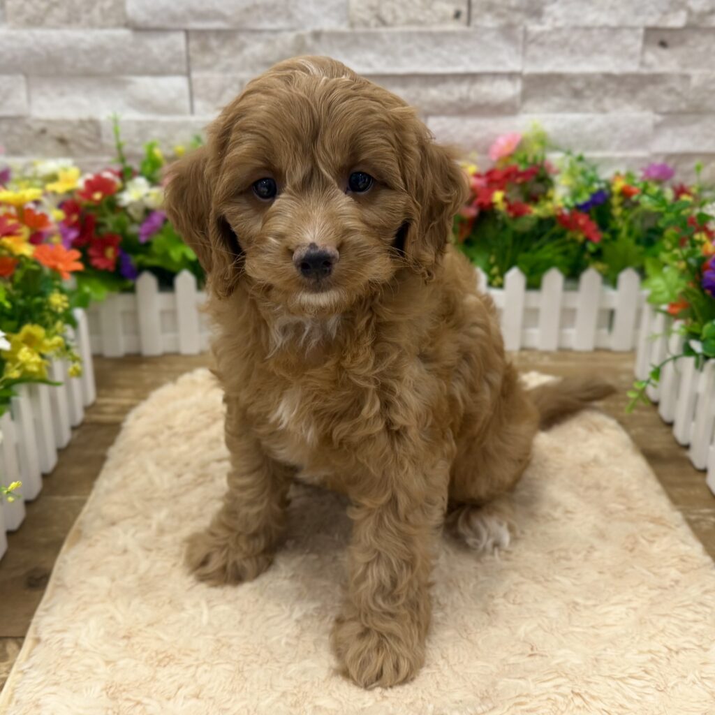 Cavapoo - 5259 - Image 1