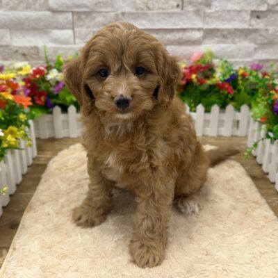 Thatcher Cavapoo