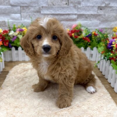 Peyton Cavapoo