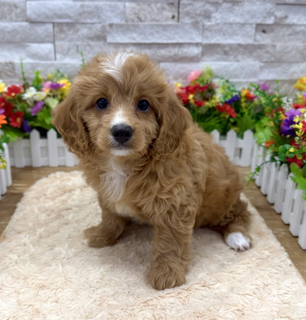 Cavapoo - 5258 - Image 1