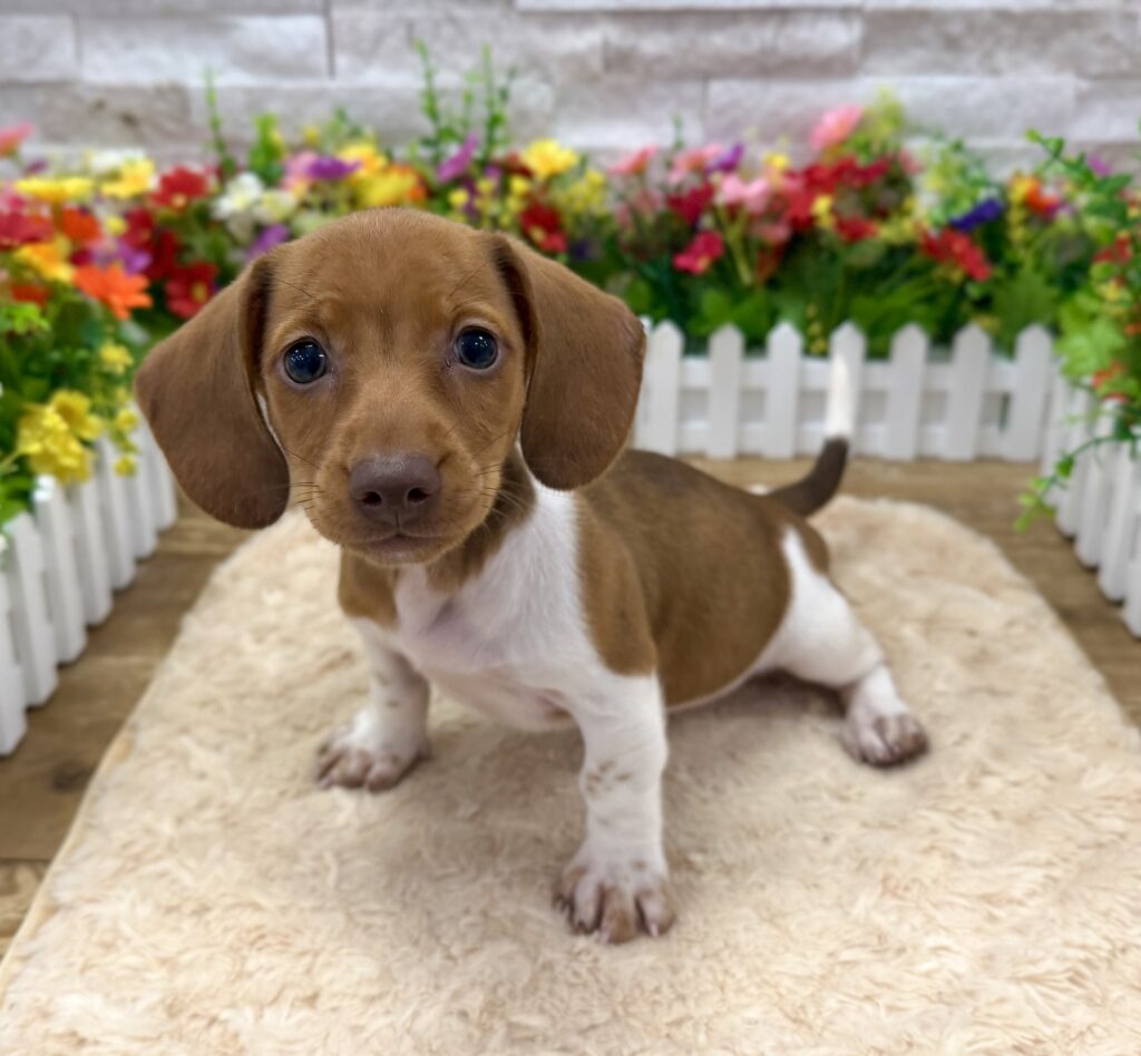 Dachshund - 7166 - Image 1