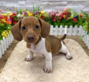 Furrylicious® Dachshund puppy available