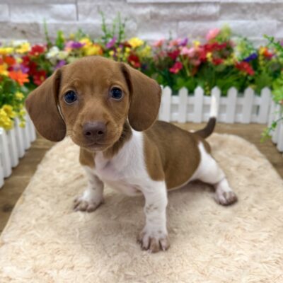 Daisy Dachshund