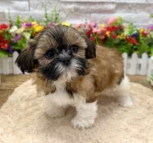 Furrylicious® Shih Tzu puppy available