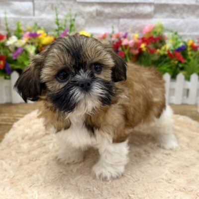 Shelby Shih Tzu