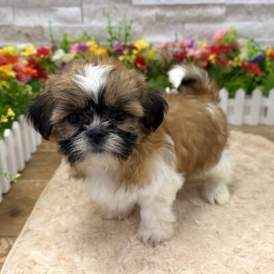 Mabel Shih Tzu