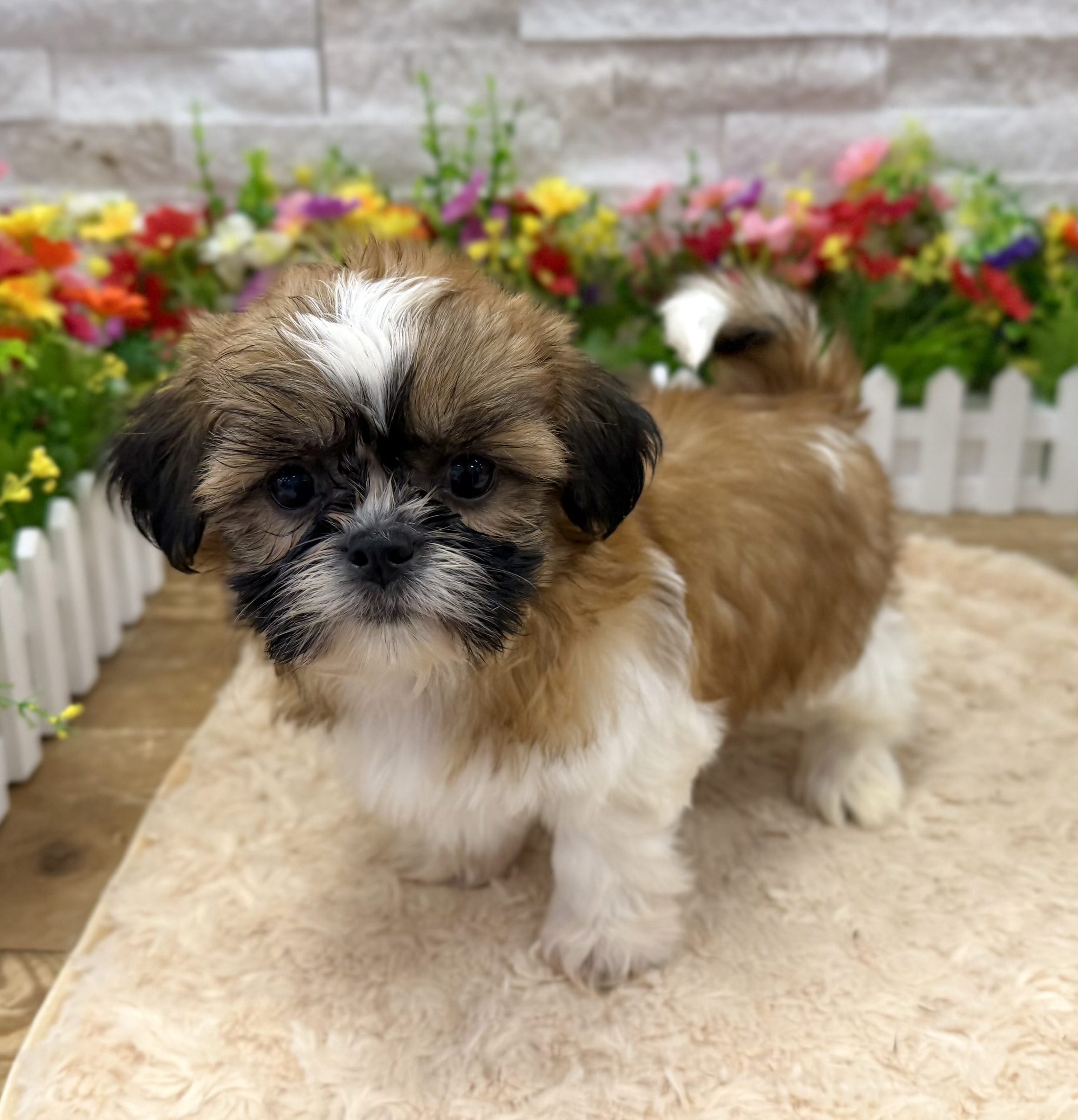 Shih Tzu in Manhattan, NY