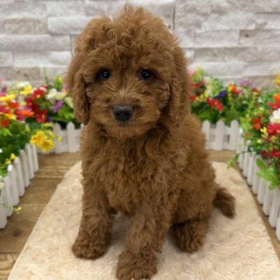 Duchess Goldendoodle Mini 2nd Gen