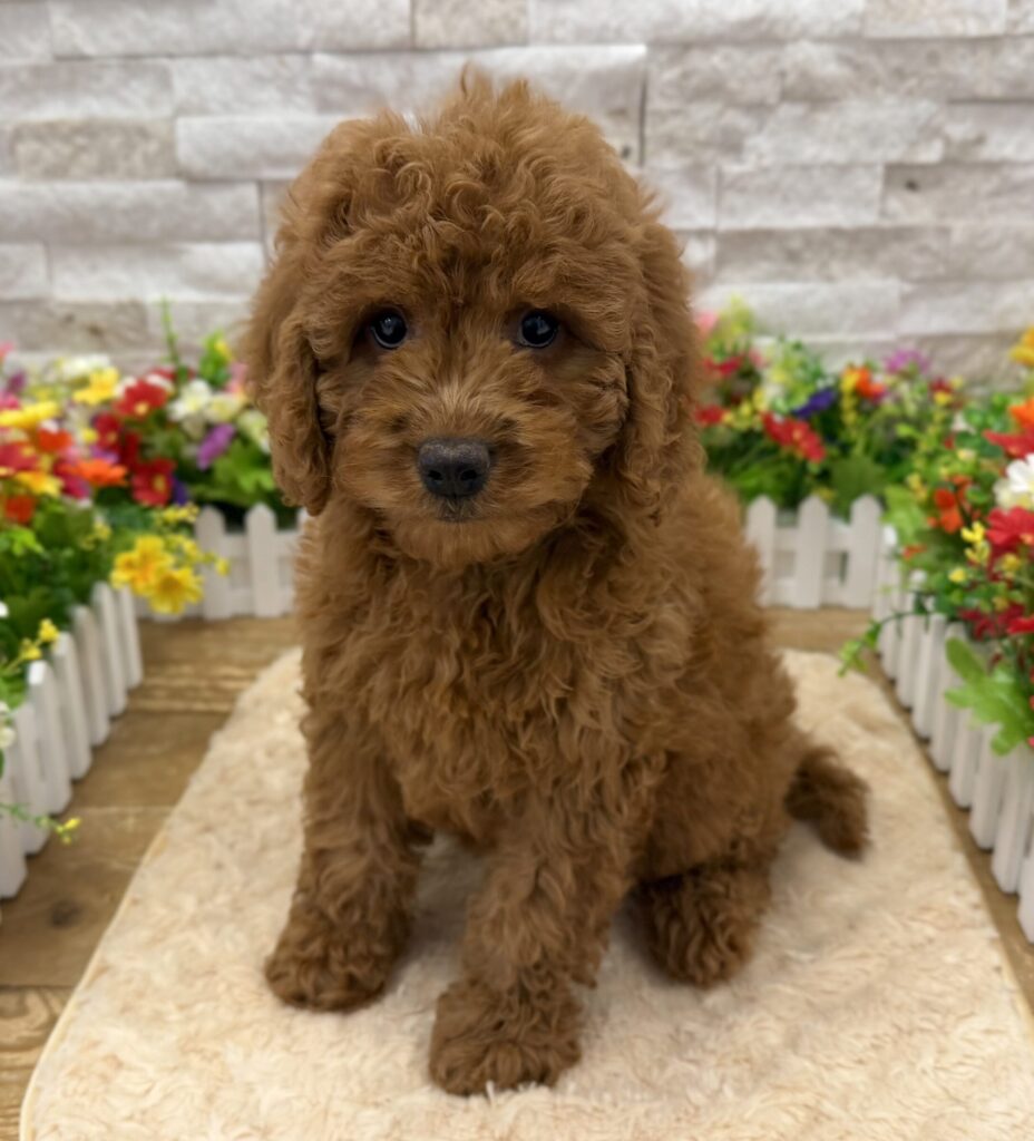 Goldendoodle Mini 2nd Gen - 9057 - Image 1
