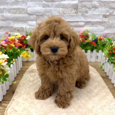 Jagger Goldendoodle Mini 2nd Gen