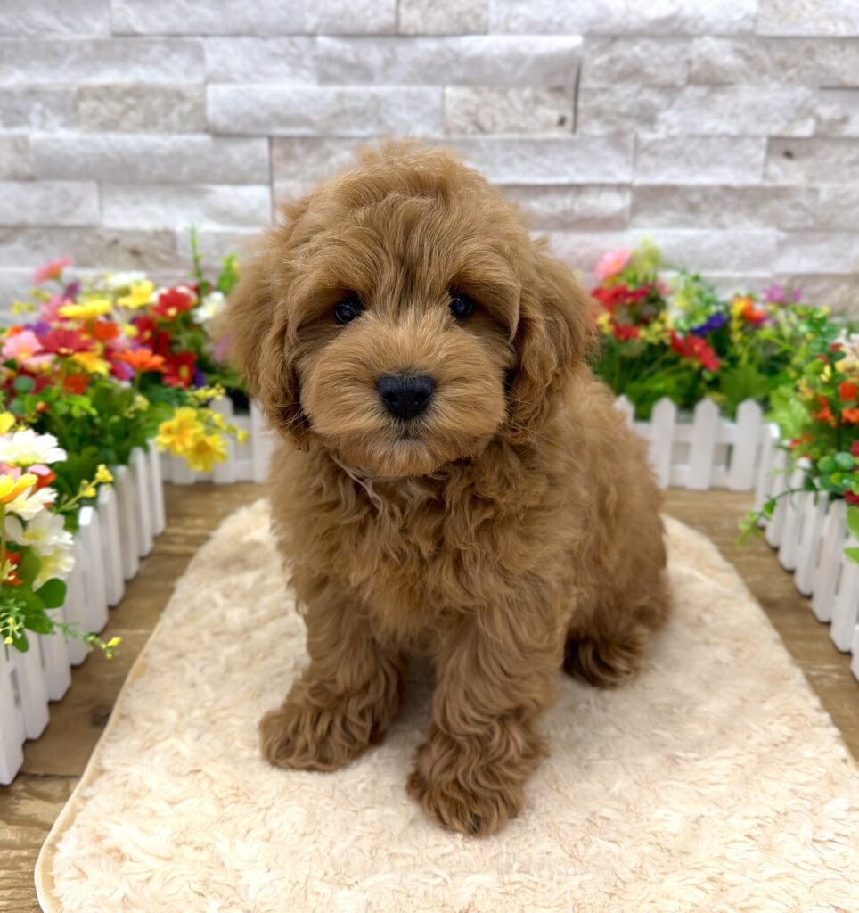 Goldendoodle Mini 2nd Gen - 9058 - Image 1